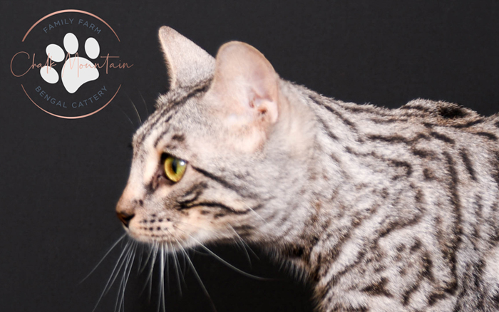 bengal kitten for sale